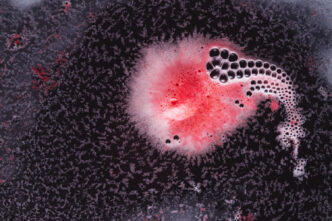 Superbug fungus candida auris
